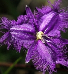fringed violet