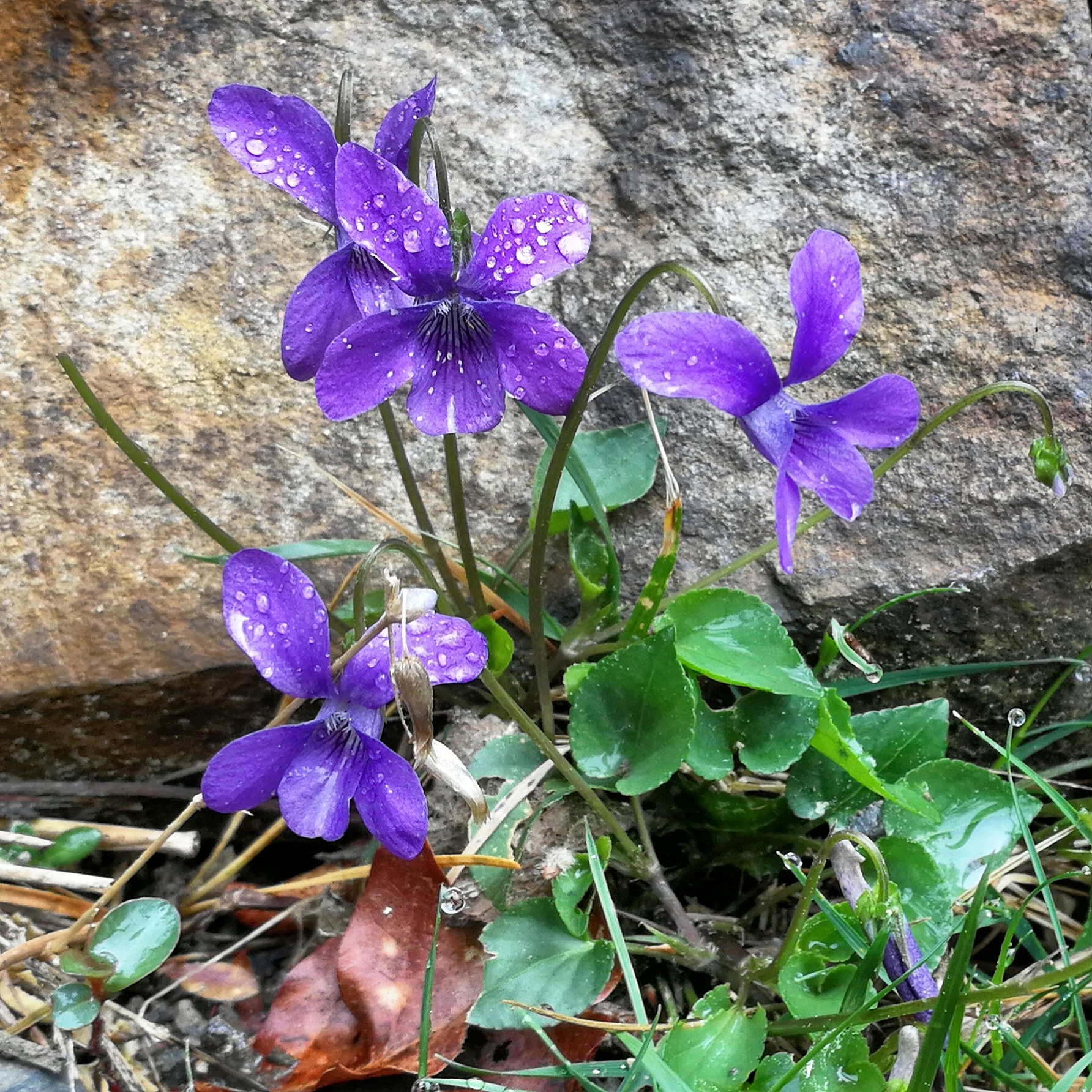 Violet (Violeta) – La energía de las flores
