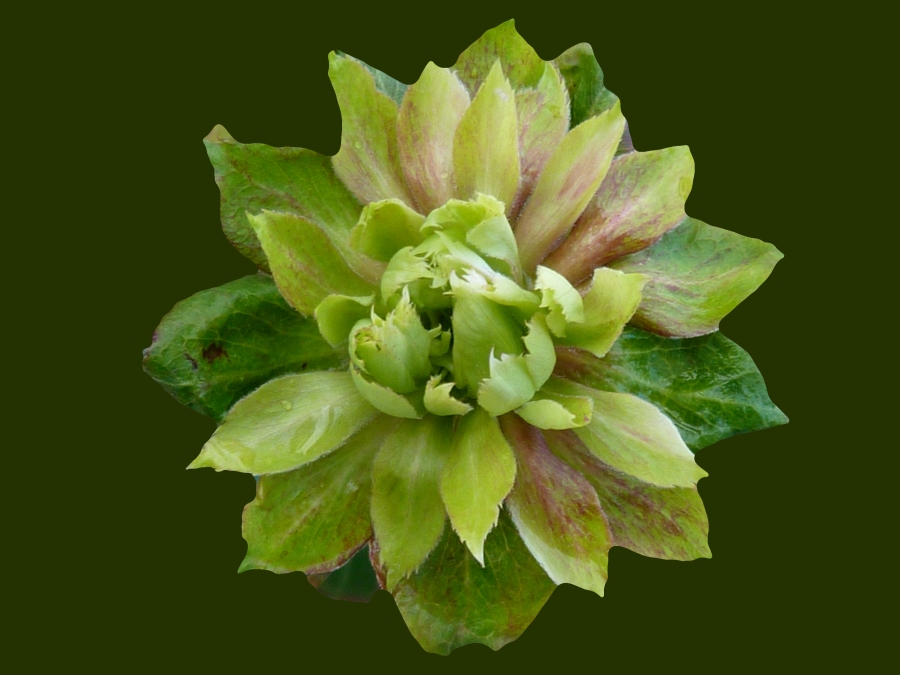 Green Rose (Rosa Verde)