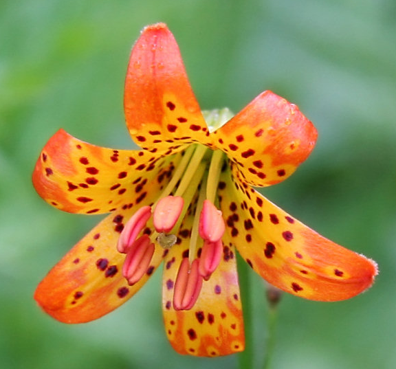 Alpine Lily (Lirio Alpino)