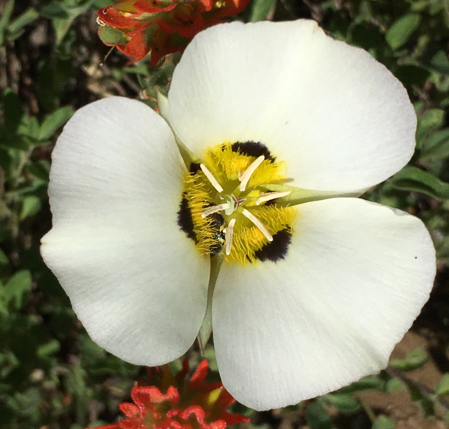 Mariposa Lily (Lirio Mariposa)