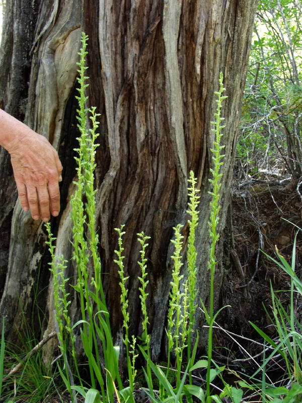platasparsifolia Jim Fowler.jpg