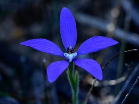 Cyanicula gemmata - Blue China Orchid - MtLsr190918 (7)-M