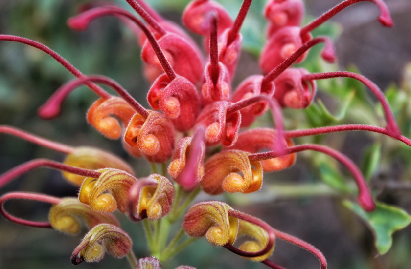 Fuchsia Grevillea