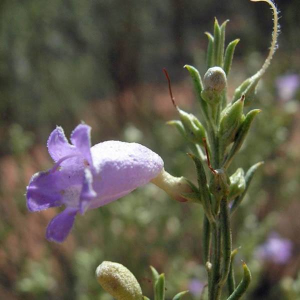 eremophila-scoparia-flower.jpg