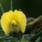 gompholobium-tomentosum-hairy-yellow-pea-lg-552-web-copy