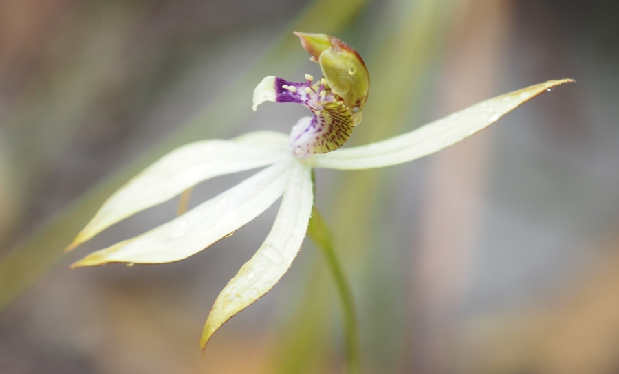 Leafless Orchid (Orquídea Sin Hojas)