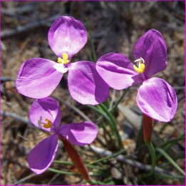 purple flag flower - patersonia