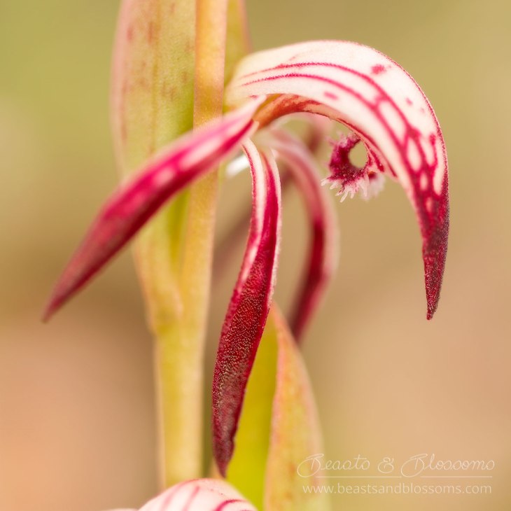 150802-red-beak-orchid-8277.jpg