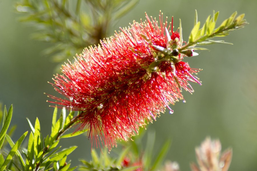 Queensland Bottlebrush (Limpiatubos de Queensland)