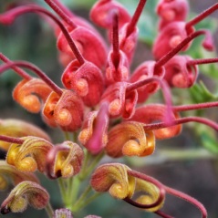 Fuchsia Grevillea