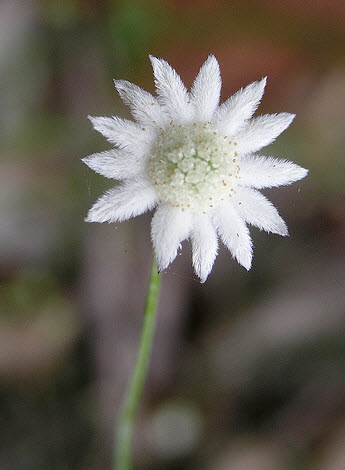 little-flannel-flower-foto